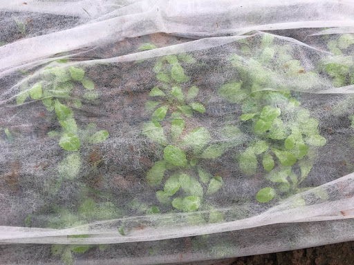 Vải