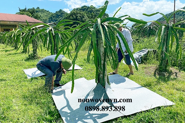 Vải